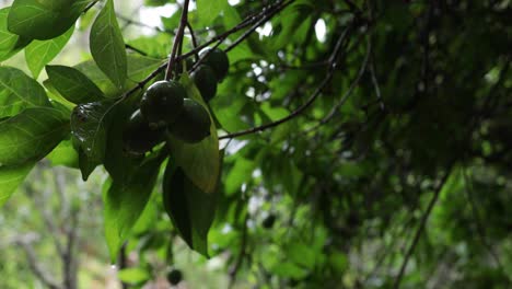 fruta colgando de una rama en un bosque en un día lluvioso