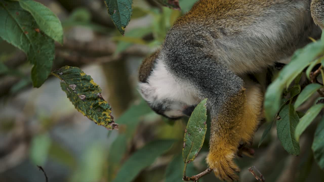 mono ardilla común mirando hacia abajo desde un árbol en el bosque