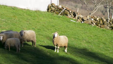 Pastoreo-De-Ovejas-Gallegas-En-San-Xoan-De-Rio,-Ourense,-España