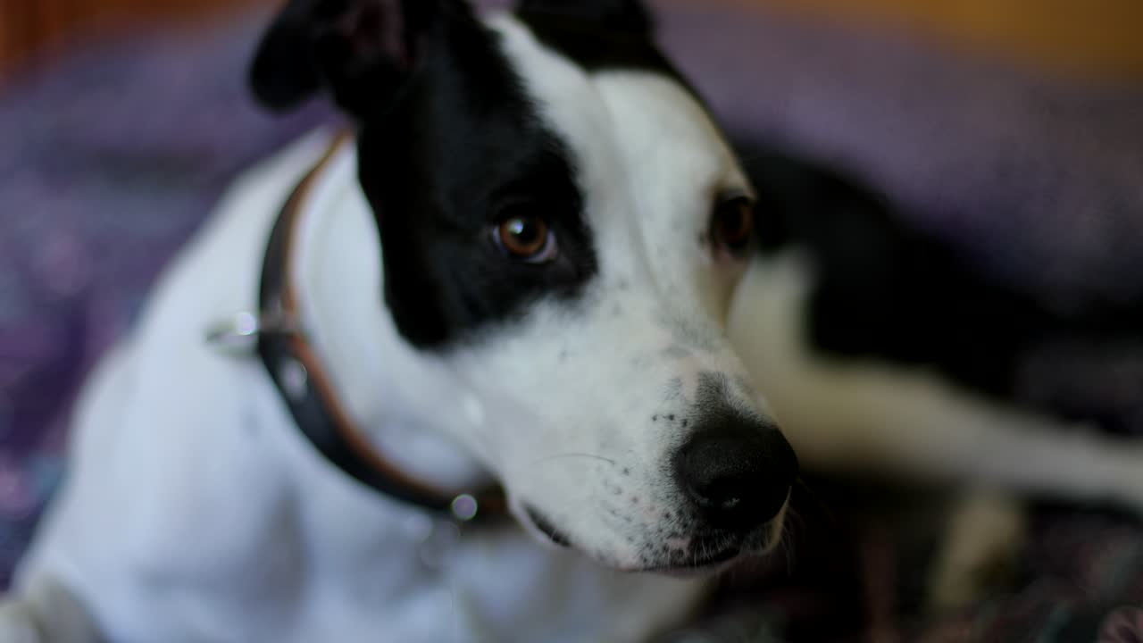 Sad looking dog rests his head on the bed