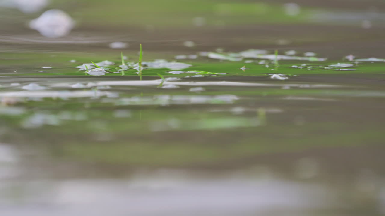 Extreme Close Up Portrait Of A Massive Male African Bullfrog Swim On Shallow Water.
