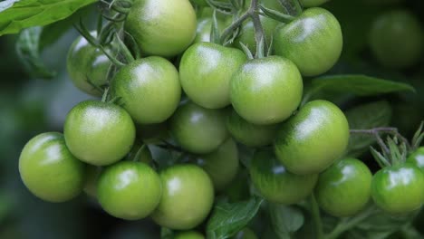 green unripe tomatoes on vine in late summer