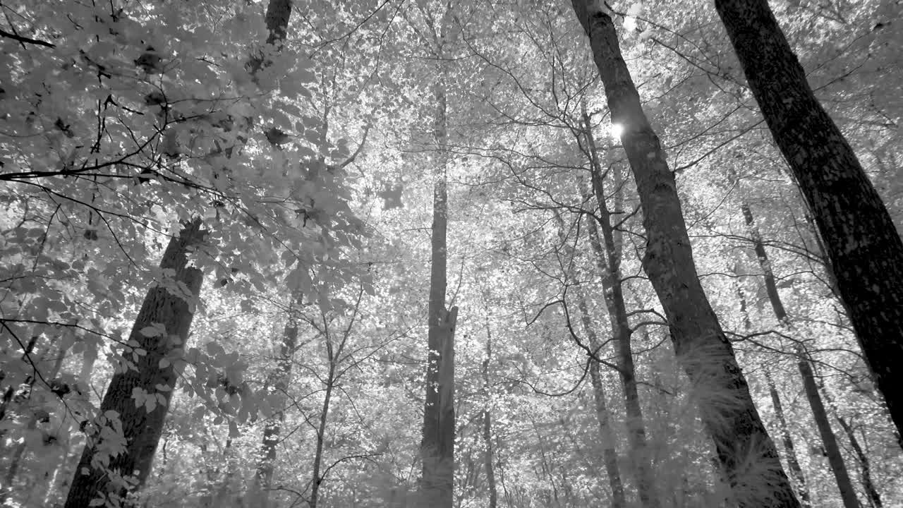 Monochrome Forest View