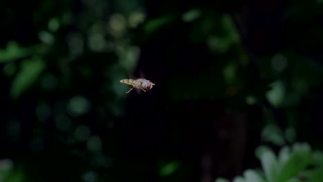 mimic fly flying in front of green plants in nature,close up slow motion shot