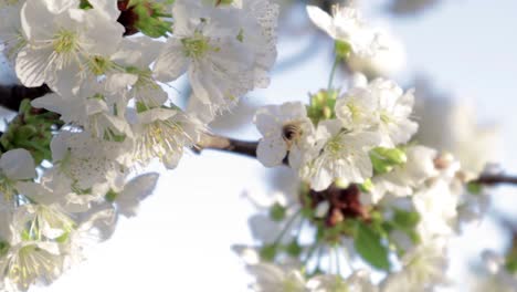 bee on a cherry flower. sunny bright day
