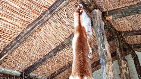 fox fur in macedonian bay of the bones museum in gradiste at ohrid lake