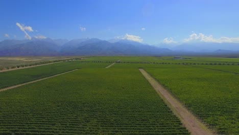 amazing vineyard from above. aerial view. mendoza. argentina