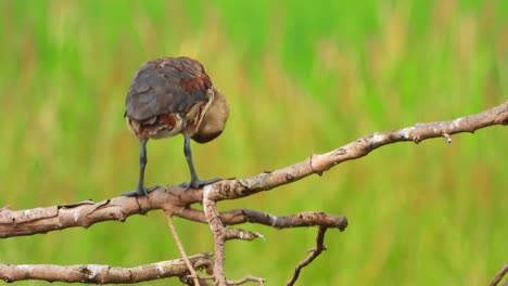 whistling-duck-in-pond-.