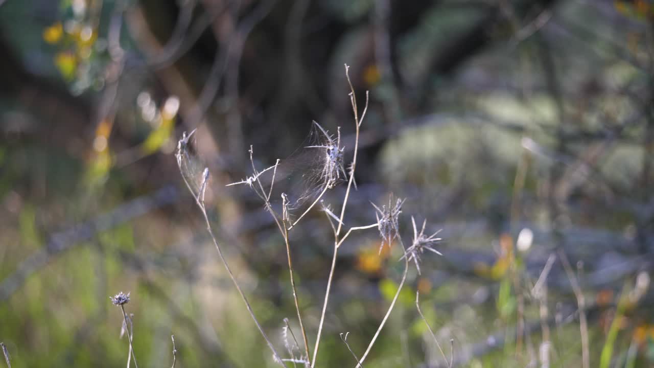 la hierba silvestre seco soplando en el viento por la mañana