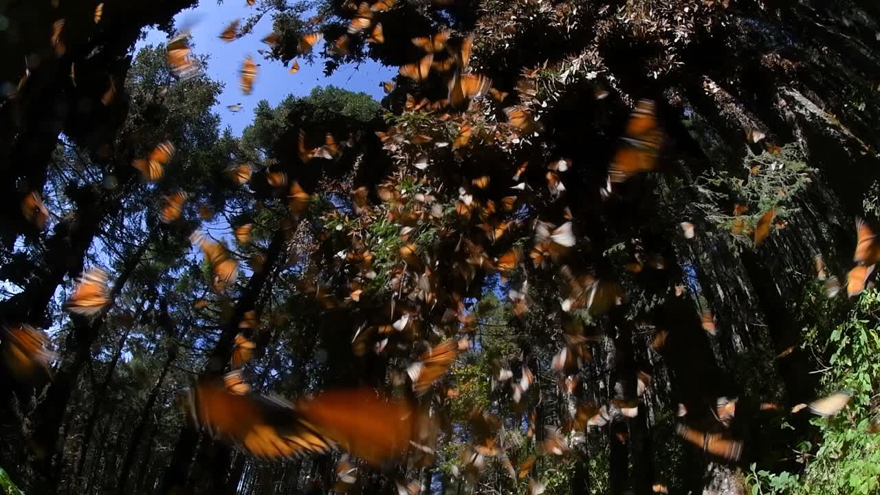 mariposas monarca en un santuario forestal
