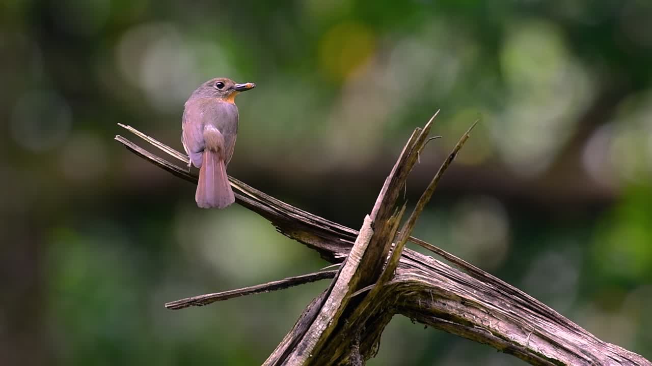el papamoscas azul de la colina se encuentra en un hábitat de gran altura, tiene plumas azules y un pecho anaranjado para el macho, mientras que la hembra es de color marrón canela pálido y también con un pecho anaranjado en transición