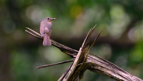 El-Papamoscas-Azul-De-La-Colina-Se-Encuentra-En-Un-Hábitat-De-Gran-Altura,-Tiene-Plumas-Azules-Y-Un-Pecho-Anaranjado-Para-El-Macho,-Mientras-Que-La-Hembra-Es-De-Color-Marrón-Canela-Pálido-Y-También-Con-Un-Pecho-Anaranjado-En-Transición