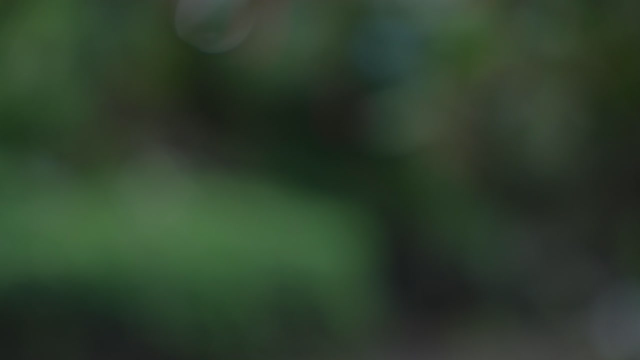 pan shot de hojas verdes