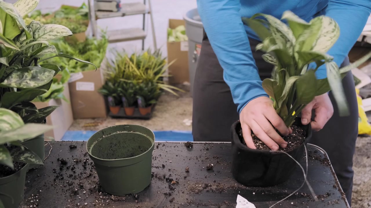Homem cuidadosamente colocando terra em um saco, removendo uma planta de um vaso, replantando-a e amarrando o saco de jardinagem.