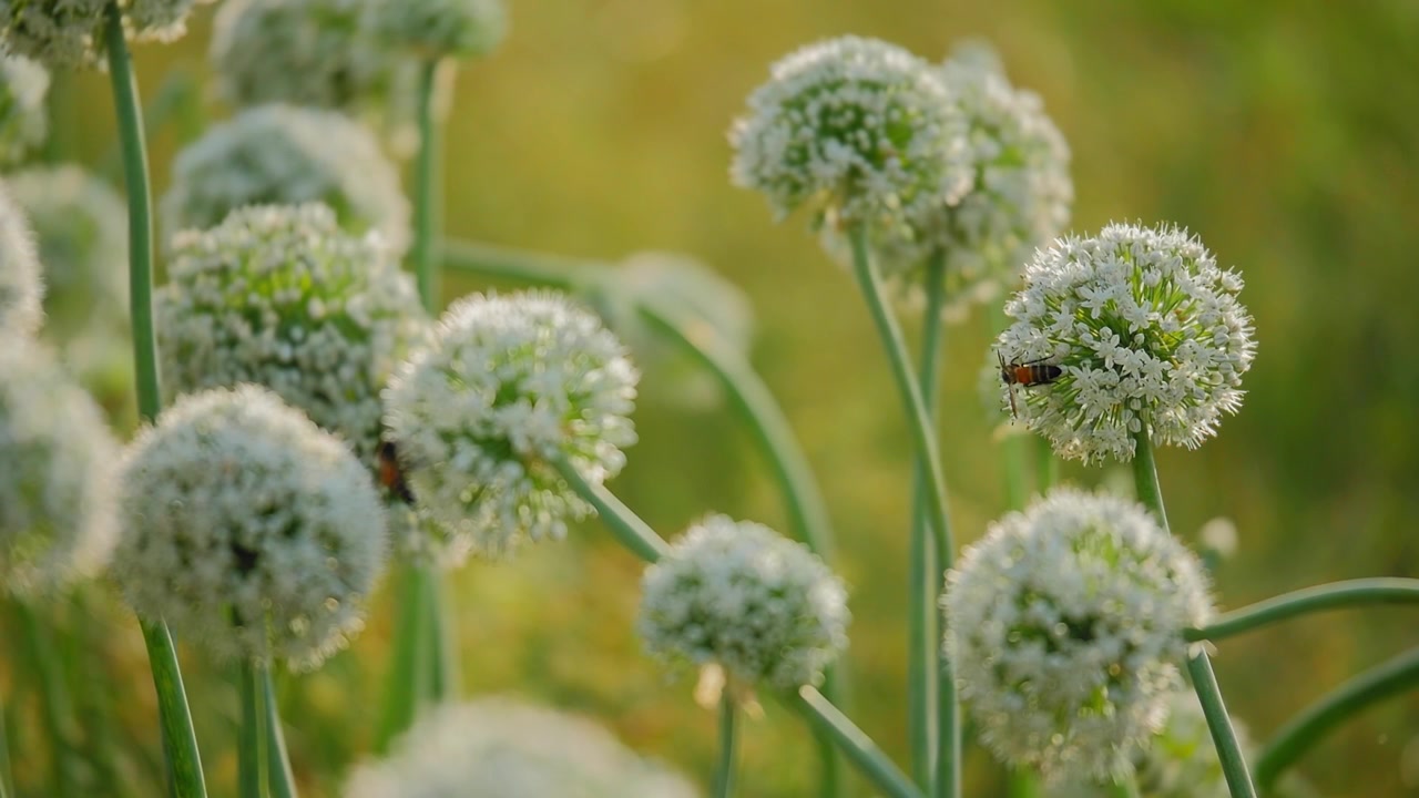 Api che riposano su capolini di fiori di cipolla in fiore con sfondo verde tenue, delicati fiori bianchi, scena di impollinazione naturale e calda atmosfera di luce diurna agricola!