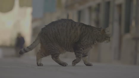 cat walking on venetian street