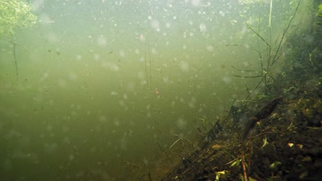 paisaje acuático de la vida silvestre en el fondo del lago