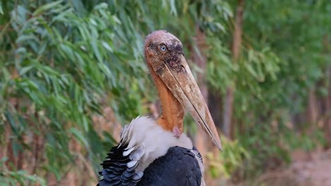 ayudante mayor, leptoptilos dubius, buriram, tailandia