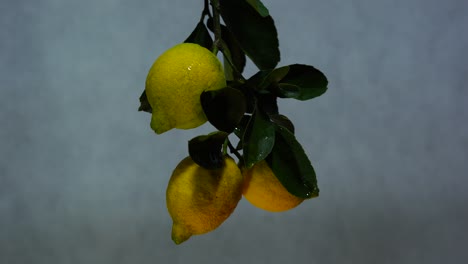 Lemons-on-branch-with-green-leaves,-fresh-citrus-fruits-rotating,-vitamin-C