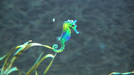 colorful seahorse in aquarium