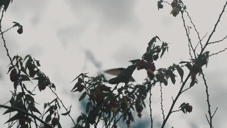 Colibrí-Alimentándose-De-Néctar-De-Flor-De-Madreselva---ángulo-Bajo