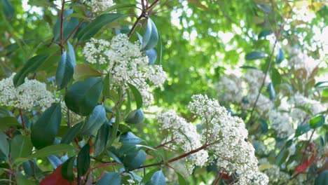 White-flower-blossoms-of-galician-tree-in-monastery,-spain