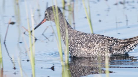 Closeup-of-spotted-redshank-feeding-in-shallow-puddle-during-spring-migration-in-wetlands