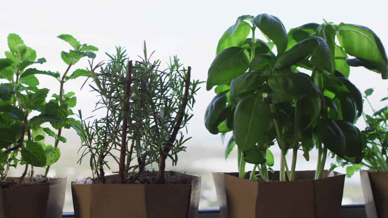 video de hierbas y plantas de interior de pie en la ventana en casa