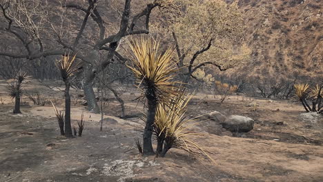 las secuelas de un incendio forestal, árboles carbonizados y quemados, grises, cenizas