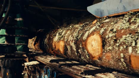 sawmill - cutting logs into lumber