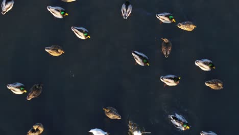 drone aerial view of ducks