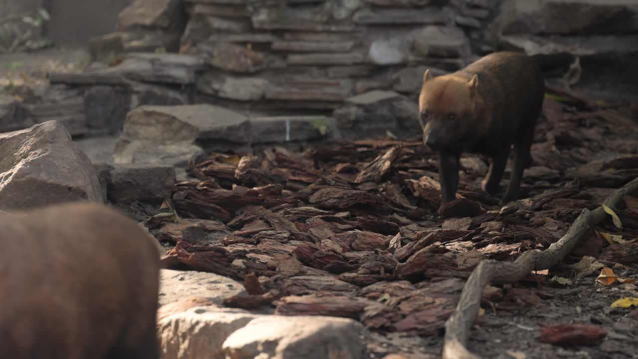 Cane delle boscaglie (Speothos venaticus) in natura. I cani delle boscaglie si trovano da Panama in America Centrale, attraverso gran parte del Sud America