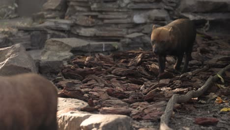 bush dog (speothos venaticus) in nature. bush dogs are found from panama in central america, through much of south america.