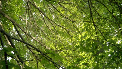 Ahornzweige-Mit-Grünen-Blättern.-Riesiger-Verzweigter-Baum.-Blick-Auf-Breite-Ahornzweige