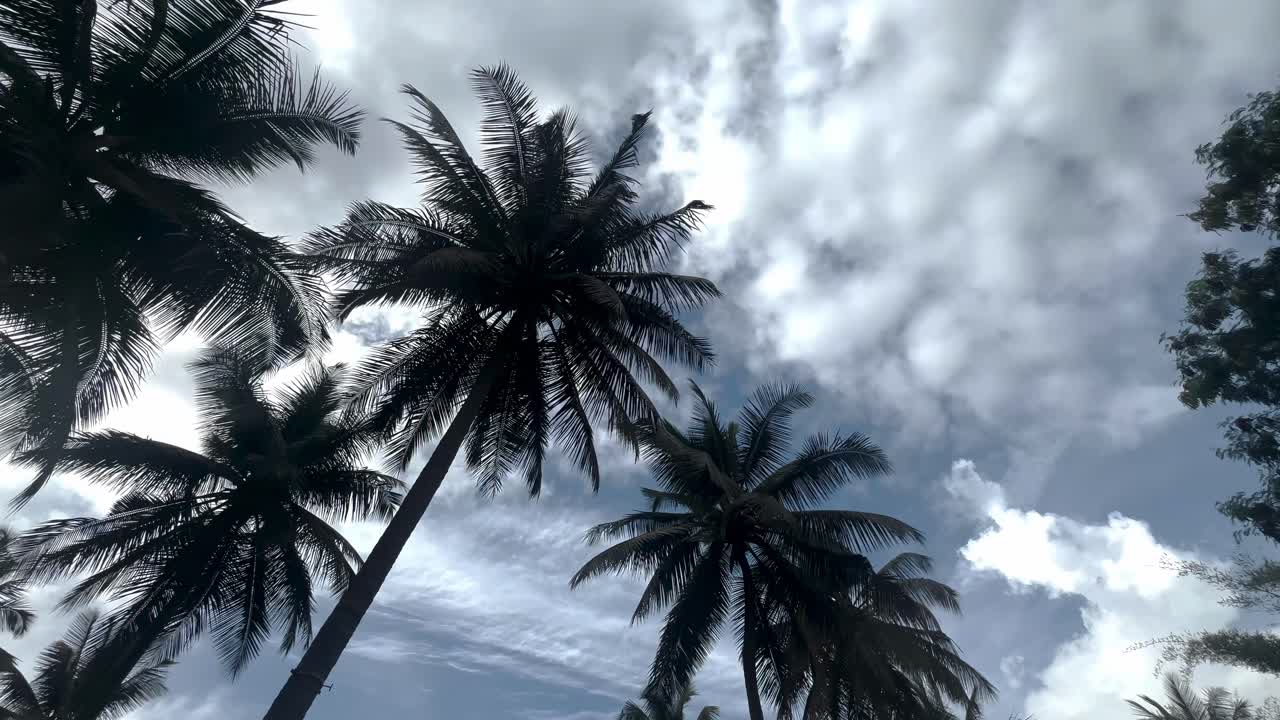Tall Palm Trees Under Cloudy Sky In Tropical Nature. Low Angle Shot
