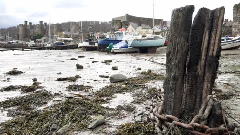 rotting derelict old pier wood debris on conwy castle harbour shoreline dolly left