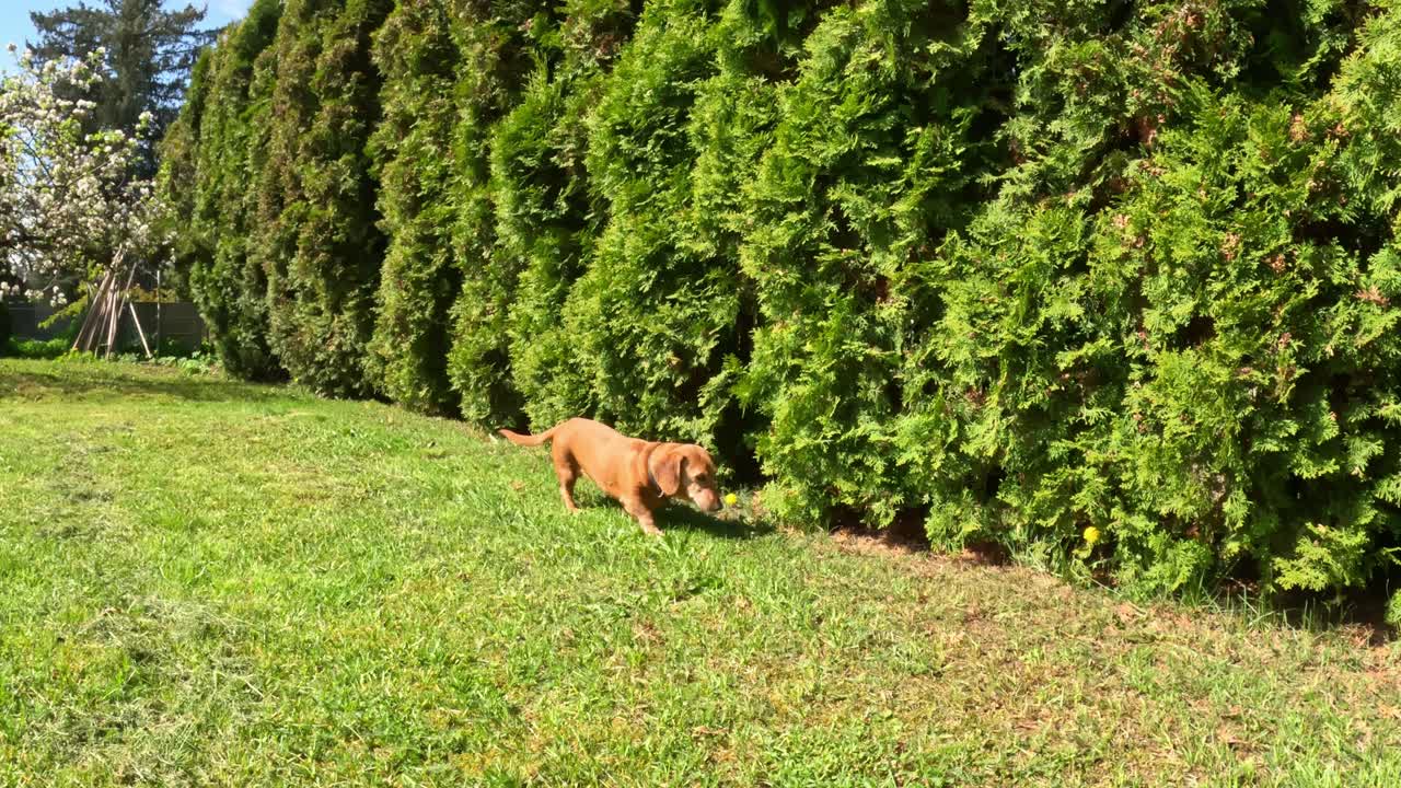 Dog walking by bushes in garden on a sunny day. Dachshund breed dog enjoying sunny weather.
