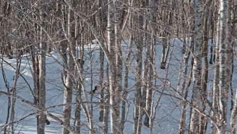 winter-landscape-of-a-forest,-left-dolly