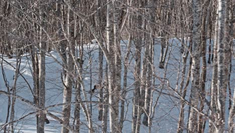 winter landscape of a forest, left dolly