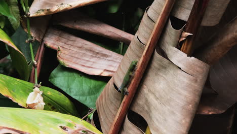 cerca de un pequeño gecko verde subiendo hojas secas en la selva tropical hawaiana