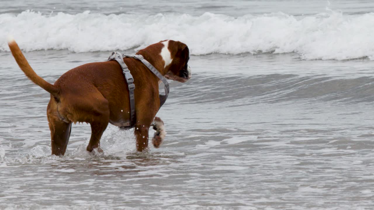 Boxer dog runs and plays in shallow ocean waves, overcast lighting, medium tracking shot
