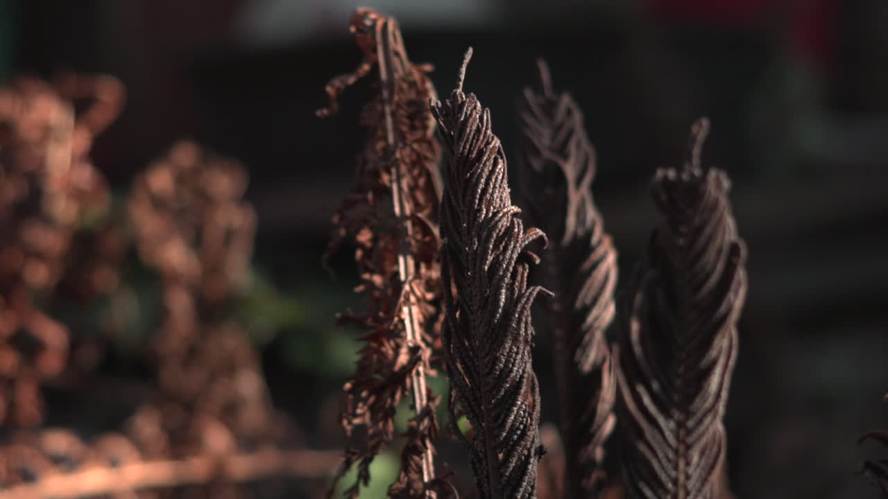 Close-up of Dried Fern