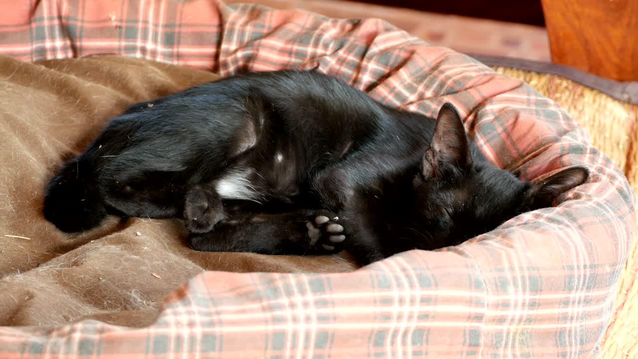 잠자는 새끼 고양이