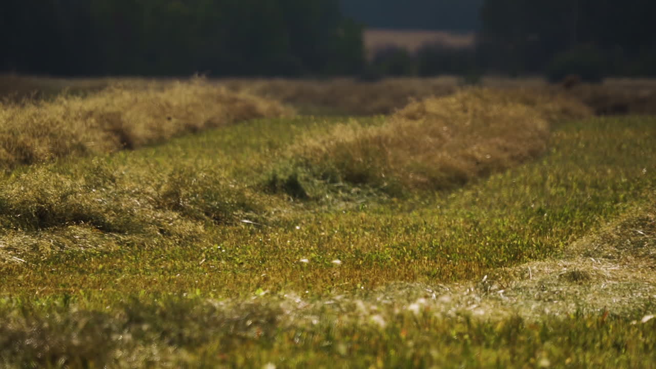 Green Fields In Red Deer County, Alberta, Canada - Wide Shot