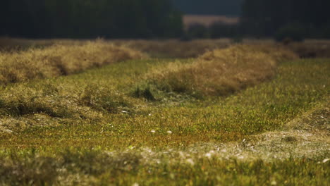 green fields in red deer county, alberta, canada - wide shot