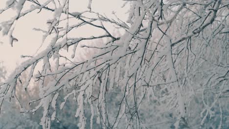 winter garden with trees covered with frost against sunrise