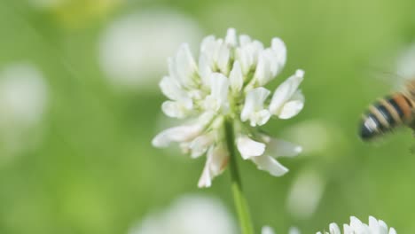 Abeja-De-Miel-En-Trébol-Blanco-Recolectando-Néctar-En-El-Soleado-Día-De-Primavera