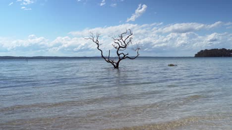 another beautiful fine day one lonely tree in middle of calm bay