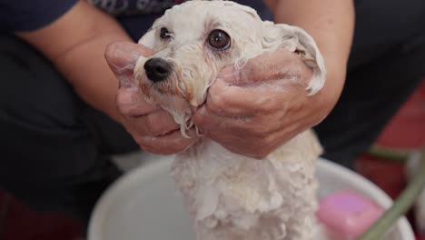 un lindo caniche blanco siendo bañado por el dueño, con agua jabonosa y cuidados tiernos