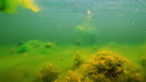 las algas florecen bajo el agua